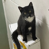 【9成新】皇家猫粮 成猫猫粮 口感型 ES35 通用粮 12月以上 10KG 实拍图