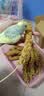 闪兔 鹦鹉保健砂断奶学吃营养鸟粮谷穗玄凤虎皮鸟食牡丹磨牙逗宠饲料 高端优质黄谷穗10串 鹦鹉专用粮 实拍图