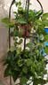绿有意大叶绿萝盆栽壁挂除甲醛长藤绿萝水培绿箩爬墙垂吊兰植物净化空气 360红色大盆长藤吸水绿萝+肥 实拍图