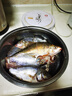 五福小药鱼饵添加剂鲫鱼罗非鲤鱼土鲮诱食剂香精黑坑野钓套餐水库饵料 猪母奶（奶香甜味） 实拍图