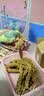 闪兔 鹦鹉保健砂断奶学吃营养鸟粮谷穗玄凤虎皮鸟食牡丹磨牙逗宠饲料 高端优质黄谷穗10串 鹦鹉专用粮 实拍图