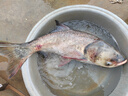 樱岛鲢鳙钓组鲢鳙钩水怪笼钓钓饵笼花白鲢鱼钩套装爆炸钩钓组渔具 鲢鳙钓组13号【一盒2套】 实拍图