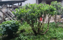 德力西（DELIXI）充电式锂电绿篱修剪机园林绿化剪茶机灌木树球修枝机 晒单实拍图