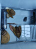 日本GEX 五味中小型鱼缸内置过滤器 低水位水族箱水循环 乌龟缸 低噪标准雨淋式过滤泵 三角形设计 F2（适合40~60cm鱼缸） 晒单实拍图