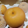 王掌柜山东烟台 莱阳 秋月梨 冰糖脆甜 细腻化汁 甘甜酥脆  甘甜秋月梨 净果3斤3-6颗250g+ 实拍图