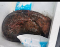 从都园顺丰包邮娃娃鱼活体生鲜大鲵海鲜水产鲜活淡水鱼肉质鲜美3-18斤 一条6斤 实拍图