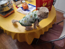 阿莫尔小狗狗猫咪衣服夏季薄款泰迪比熊博美背心宠物小型幼犬透气防掉毛 牛油果（夏季） L 建议7-9斤 背长32cm 实拍图