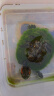 龟真寿  巴西龟专用粮 300g  龟粮乌龟饲料龟料颗粒食物粮  实拍图