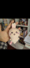 名创优品（MINISO）chiikawa毛绒挂件正版玩偶摆件挂饰玩具生日礼物女  Usagi乌萨奇 晒单实拍图