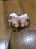 真自在可爱小猪摆件猪年七夕节生日礼物读书动物树脂装饰精致送男生女生创意摆件 小小猪在篮子里 实拍图