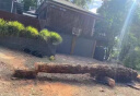 灭树粉专杀大i树烂根除树杀死大i树根药水腐蚀剂灭烂根粉强力凼祡 单瓶【试用装】 实拍图