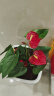 蝴蝶之舞红掌一帆风顺盆栽植物室内花卉好养土培大盆水养四季常青绿植 红掌40-50厘米2-3颗 含盆 实拍图