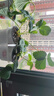 大禹菜苗秧蔬菜苗子大全活苗带土种苗秋冬季西红柿盆栽圣女果秧苗阳台 章姬草莓苗1棵 带盆带土发货 实拍图