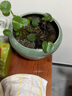 裕轩堂 开片哥窑水培花盆铜钱草睡莲一叶莲盆无孔陶瓷简约家用室内桌面 KY-苹果型-梅青黑 特大 实拍图