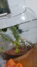 卡奇鱼 斑马鱼 淡水鱼 观赏鱼 小型观赏鱼 热带鱼 蝶翼斑马荧光好养易活 糖果斑马20条1.5-2.5cm最少4种色 实拍图