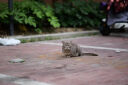 适马（SIGMA）Art 85mm F1.4 DG DN 全画幅无反 大光圈定焦镜头 人像肖像特写（L卡口） 实拍图