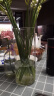 吕姆克玻璃花瓶水养插花瓶水培富贵竹客厅花瓶摆件透明直筒款25cm5517 晒单实拍图