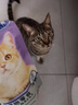 慕熙猫草磨牙棒零食冻干鸡肉宠物猫咪食物去毛球温和排毛即食不吃可退 10根（升级款富含维C维E） 实拍图