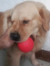 狗狗玩具球金毛拉布拉多泰迪比熊玩具大中小型犬磨牙耐咬实心球训犬用品 实心弹力球 (小号4CM) 实发2个 晒单实拍图