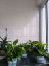 双盟绿萝盆栽除甲醛花卉绿植办公室新房净化空气180加仑4盆装源头直发 实拍图