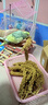 闪兔 鹦鹉保健砂断奶学吃营养鸟粮谷穗玄凤虎皮鸟食牡丹磨牙逗宠饲料 高端优质黄谷穗10串 鹦鹉专用粮 实拍图