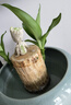 绿荫巷子带芽巴西木好养活水培植物幸运木桌面绿植小盆栽办公室内水养送礼 带芽11cm【宽边大白瓷盆】格鲁特 【中号】直径6-7厘米 含营养液 实拍图