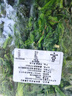 格沃斯（GEWOSI）速冻荠菜4斤冷冻新鲜野菜新鲜荠菜馅馄饨饺子馅450荠荠菜馅 精品整颗荠菜4斤（当季新菜） 实拍图