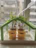 弥鹿（MiDeer）儿童植物种植观察窗阳光房小盆栽玩具小学生幼儿园暑假生日礼物 【高配款】阳光种植房 实拍图