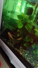 云峰海瑞清洁鱼活体热带鱼观赏鱼水族宠物工具鱼垃圾鱼老鼠鱼鱼缸除藻 黄金胡子大帆3条（3-5厘米） 实拍图