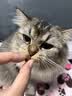 中鲨宠物胶原蛋白卵磷脂猫犬通用美毛养护毛发护肤狗狗猫咪保健营养品 胶原蛋白卵磷脂 280G1罐 实拍图