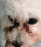瑞美贝狗狗泪痕去除液比熊泰迪博美犬宠物眼药水清洁去眼屎流泪滴眼液 泪痕越重越好用【三瓶装】 实拍图