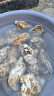贝司令【鲜活】乳山生蚝海鲜水产贝类牡蛎烧烤3XL 净重9斤 23-32只箱装 实拍图