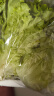 槿馐罗莎绿500g花边生菜花叶烤肉新鲜蔬菜沙拉食材 新鲜罗莎绿500g 晒单实拍图