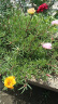 播种心情太阳花种子重瓣混色四季开花庭院阳台盆栽易活室内外 重瓣太阳花3万粒 实拍图