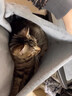 智宙撸猫围裙抱猫服不粘毛撸猫围兜围裙撸猫服外出神器宠物防毛衣服 毛绒撸猫围裙【手脚可伸缩】 实拍图