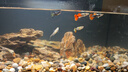 画法几何小米鱼缸滤芯配件米家智能鱼缸物理生化模块棉UV灯水泵加热可拆洗 【咪家鱼缸专用】阹雾风扇 实拍图