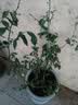 四万公里蓝莓树苗 H5果树树苗南北方种植阳台盆栽地栽源头直发 实拍图