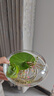 元井 风信子 一叶莲  一叶莲水培植物迷你碗莲水生睡莲金银莲水荷花 一叶莲8-13厘米 不含盆 实拍图