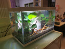 喜高超白玻璃鱼缸智能鱼缸免换水小型客厅水族箱一体式过滤氧气鱼缸 白-鱼缸+造景+加热棒 380*210*250mm 实拍图