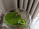 元井 风信子 一叶莲  一叶莲水培植物迷你碗莲水生睡莲金银莲水荷花 一叶莲8-13厘米 不含盆 实拍图