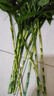 富贵竹水培植物盆栽绿植花卉室内花客厅招财水养转运竹节节高 70-80厘米10颗（精品90%人选择 不带花瓶 实拍图