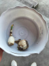 鑫意进口重瓣水仙花种球年宵绿植花卉室内水培桌面盆栽植物土培种球 白色水仙种球 （1个装含盆套装）塑料盆 晒单实拍图
