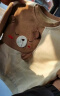 欢喜小熊6个月-5岁男宝宝套装春季儿童圆领卫衣裤子两件套女婴儿衣服 晒单实拍图