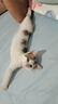 冠能猫粮幼猫粮奶糕猫粮全价猫粮3周-12月龄怀孕哺乳期母猫适用 全价幼猫粮1.8kg 实拍图