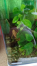 云峰海瑞清洁鱼活体热带鱼观赏鱼水族宠物工具鱼垃圾鱼老鼠鱼鱼缸除藻 黄金胡子大帆3条（3-5厘米） 实拍图