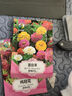 绿林花语 百日草种子百日菊混色花卉种籽花期长四季阳台庭院盆栽绿化种植 实拍图