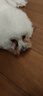 瑞美贝狗狗泪痕去除液比熊泰迪博美犬宠物眼药水清洁去眼屎流泪滴眼液 买二赠一【裉治款】泪痕3秒除 实拍图