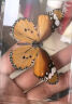 东之天地 真蝴蝶标本收藏生日礼物昆虫摆件拍照学生教学用工艺品道具摆件 金斑蝶1个（带透明盒） 实拍图