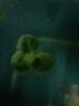 云峰海瑞真水草活体浮萍水草活体植物 鱼缸水草  净化水质 鱼缸造景装饰 圆心萍3颗 实拍图