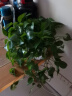 思兰绿萝盆栽大盆景室内新房吸除甲醛鲜活绿植物花卉长藤大叶绿箩批发 180大波纹储水绿萝【2盆】带藤 实拍图
